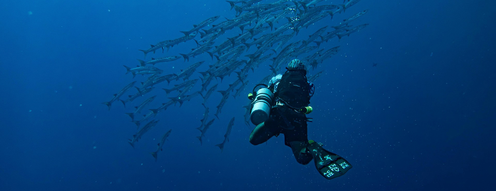 Swimming Equipment -Swimming Equipment barracuda 8939250 1920